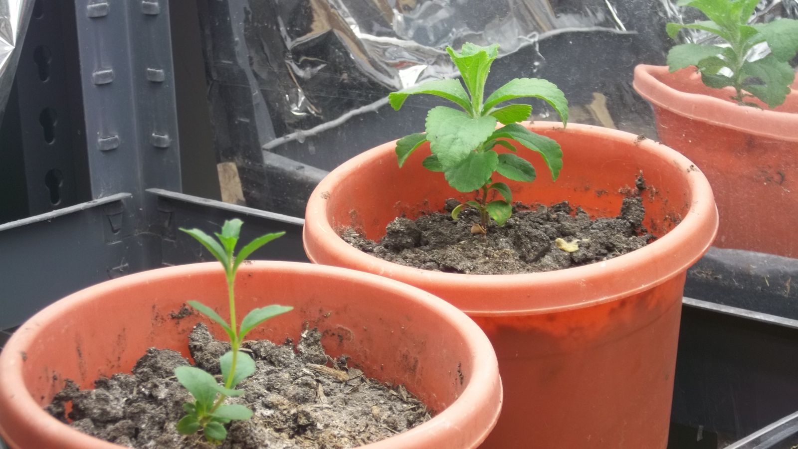 stevia in soil